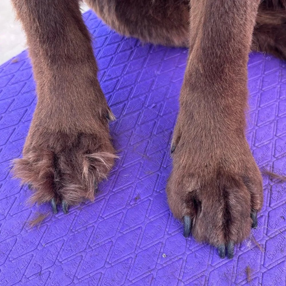 K9 Clip N Clean grooming photo