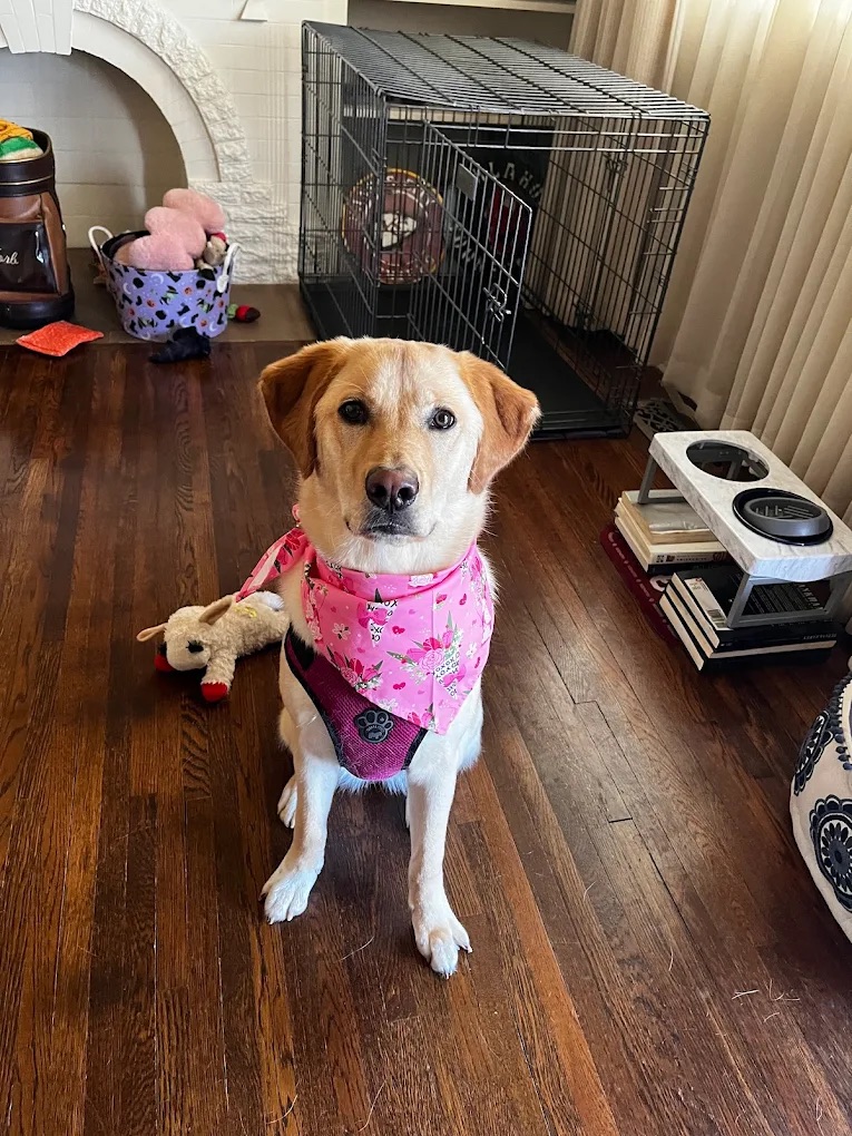 K9 Clip N Clean grooming photo