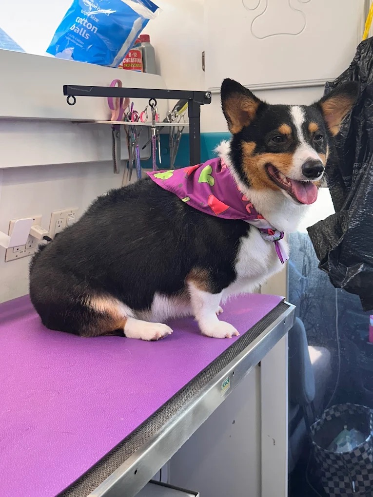 K9 Clip N Clean grooming photo