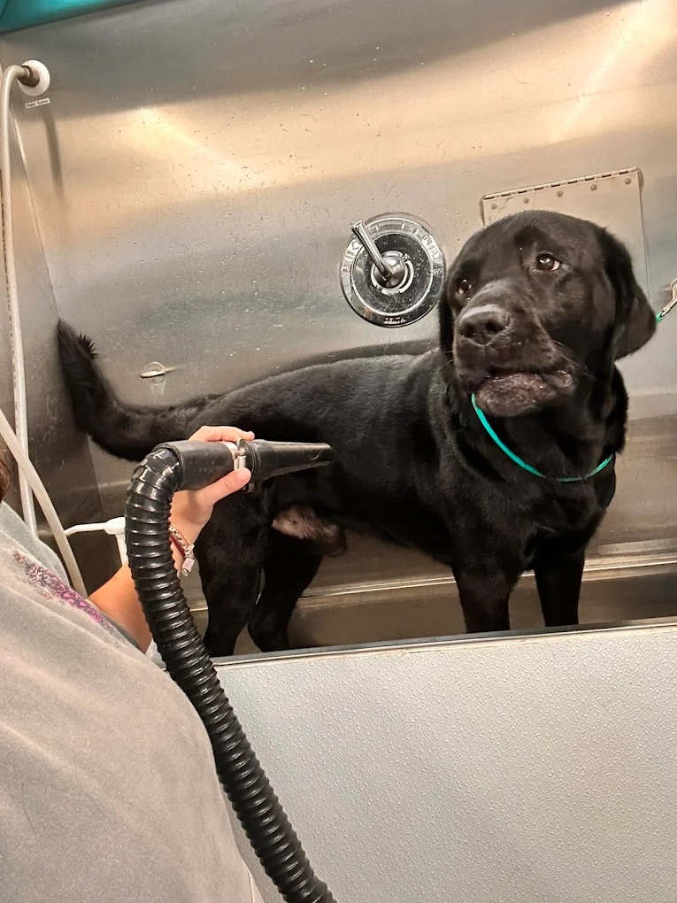 K9 Clip N Clean grooming photo