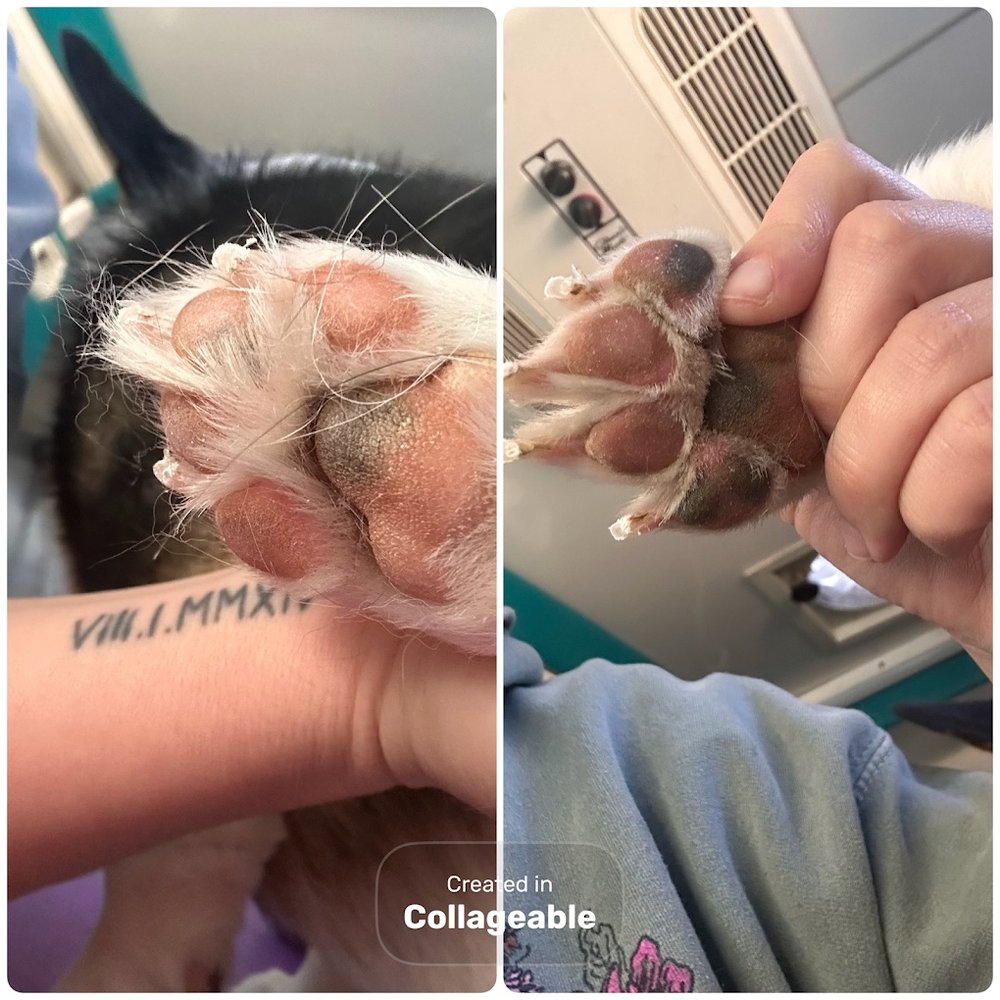 K9 Clip N Clean grooming photo