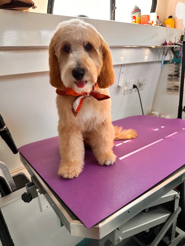 K9 Clip N Clean grooming photo
