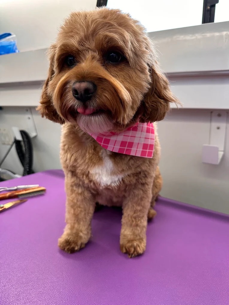K9 Clip N Clean grooming photo