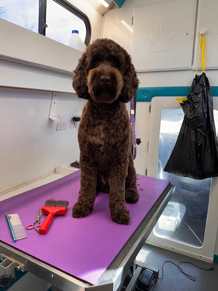 K9 Clip N Clean grooming photo