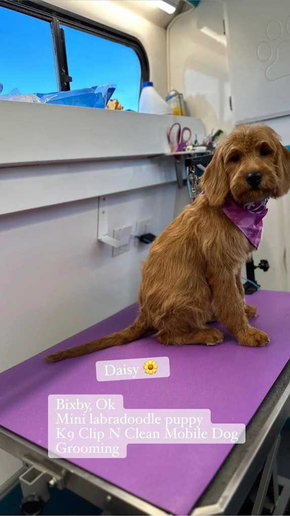 K9 Clip N Clean grooming photo