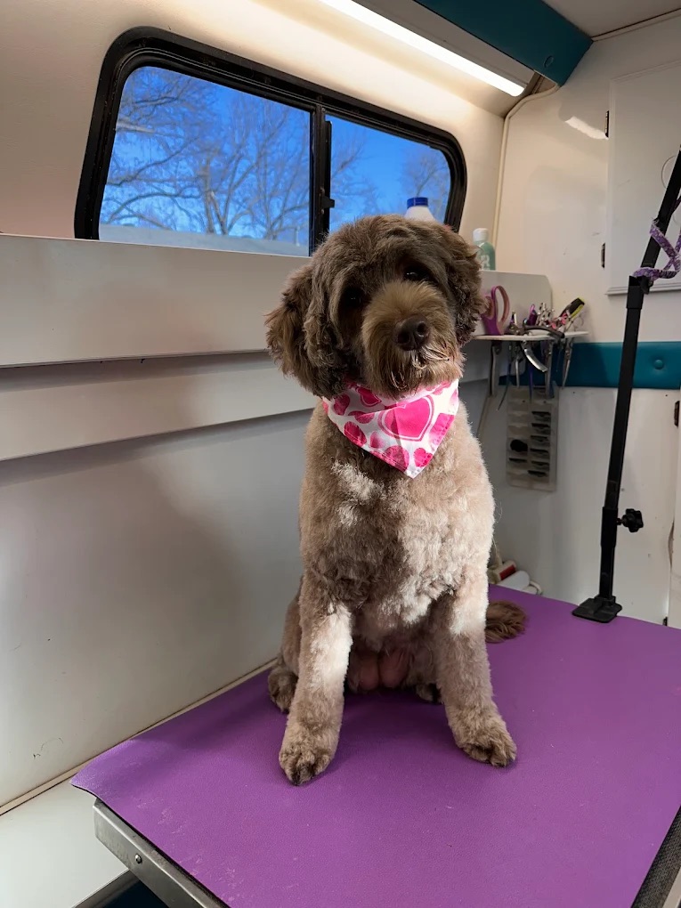 K9 Clip N Clean grooming photo