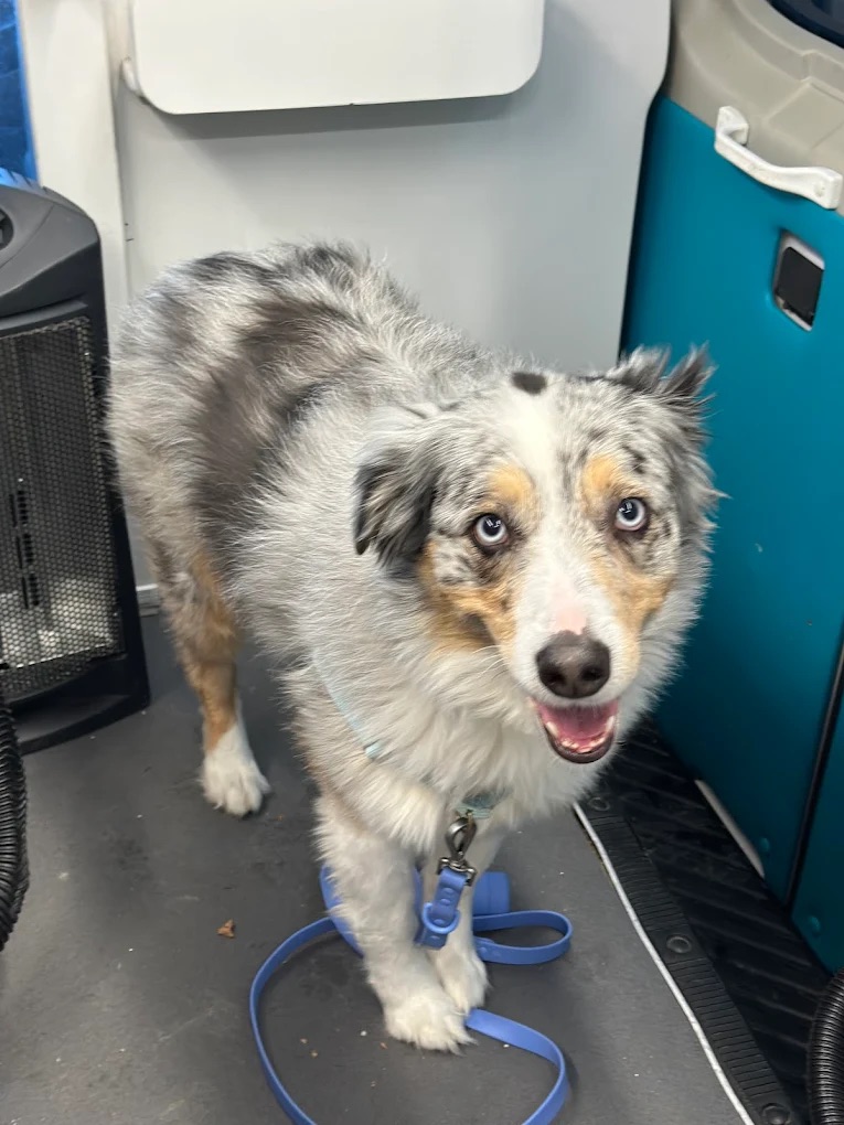 K9 Clip N Clean grooming photo