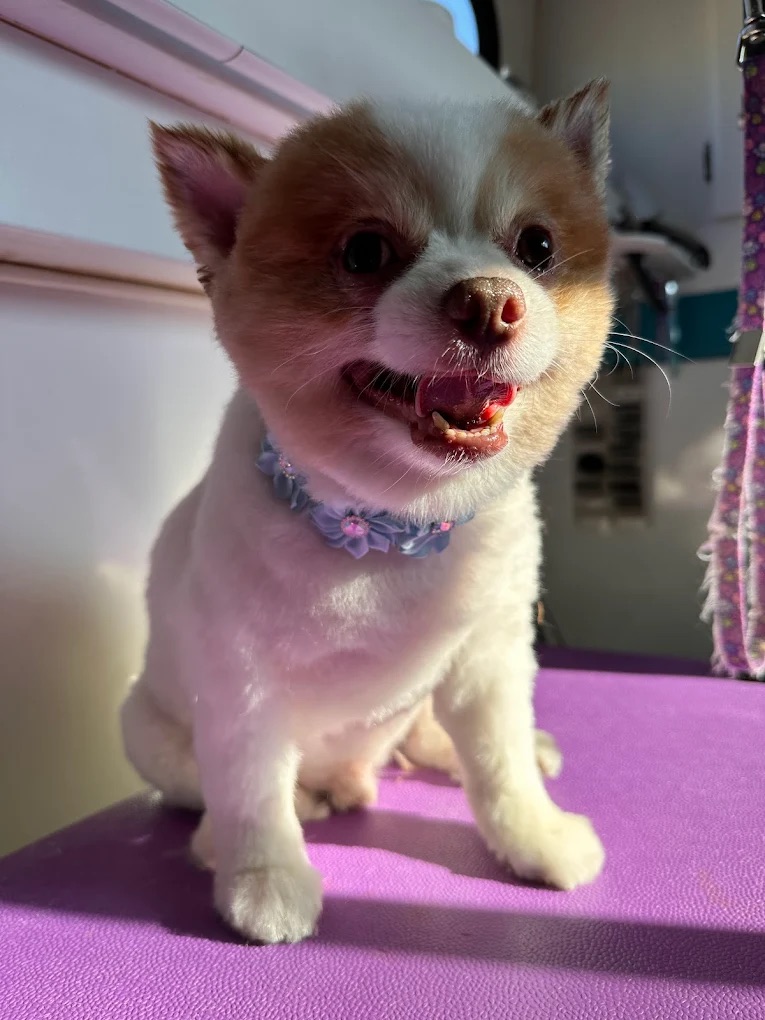 K9 Clip N Clean grooming photo