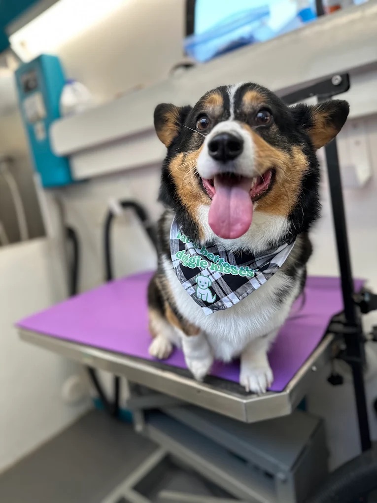 K9 Clip N Clean grooming photo