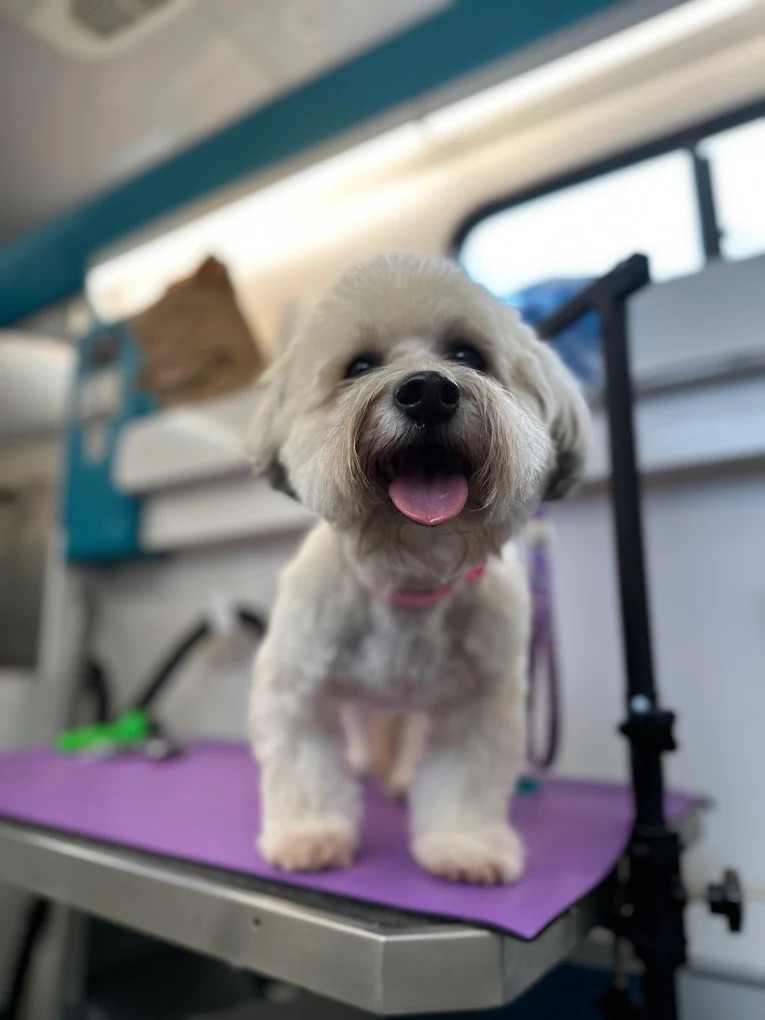 K9 Clip N Clean grooming photo