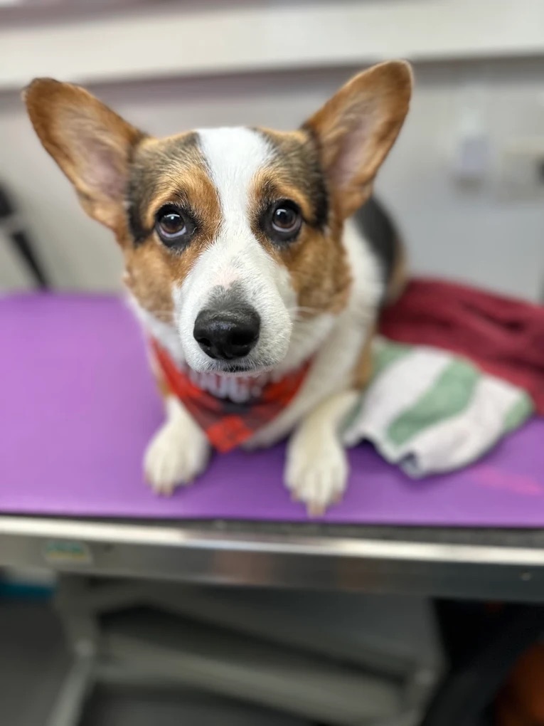 K9 Clip N Clean grooming photo