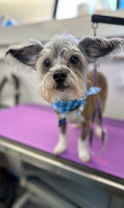 K9 Clip N Clean grooming photo