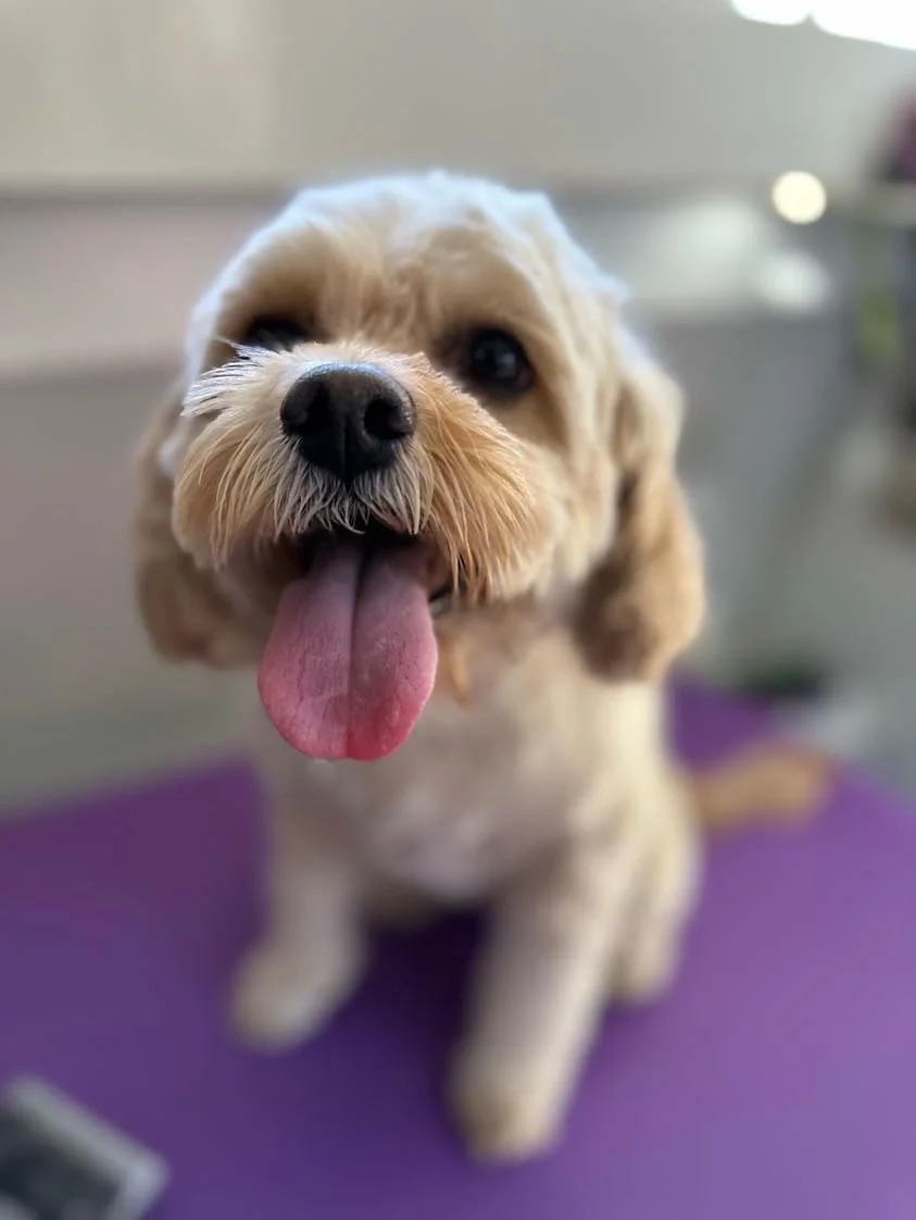 K9 Clip N Clean grooming photo