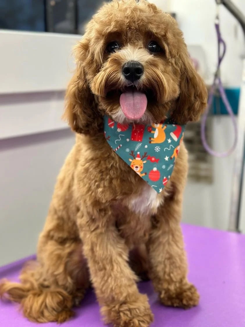 K9 Clip N Clean grooming photo