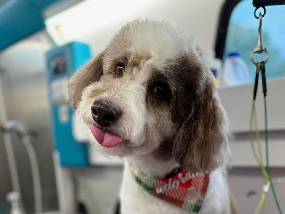 K9 Clip N Clean grooming photo