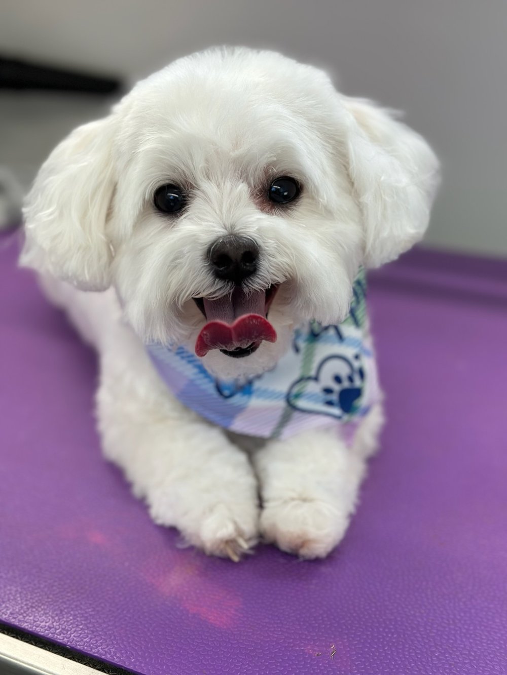 K9 Clip N Clean grooming photo
