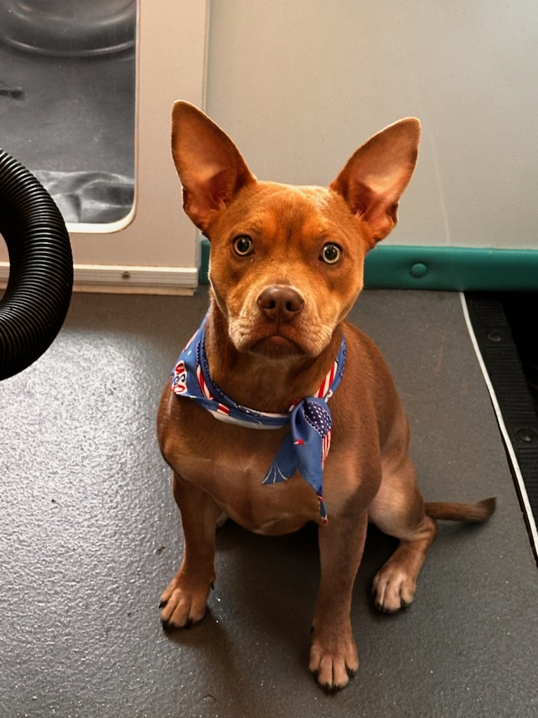K9 Clip N Clean grooming photo