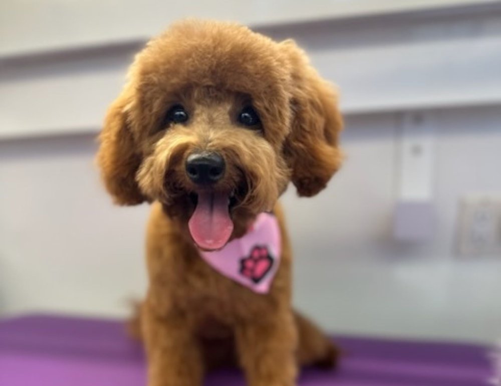K9 Clip N Clean grooming photo