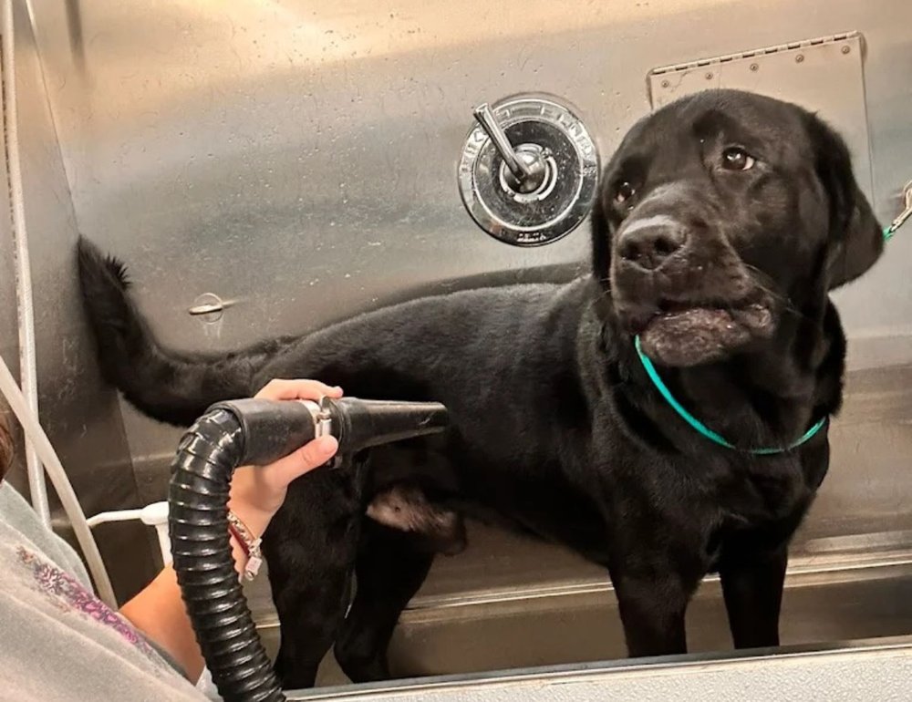K9 Clip N Clean grooming photo