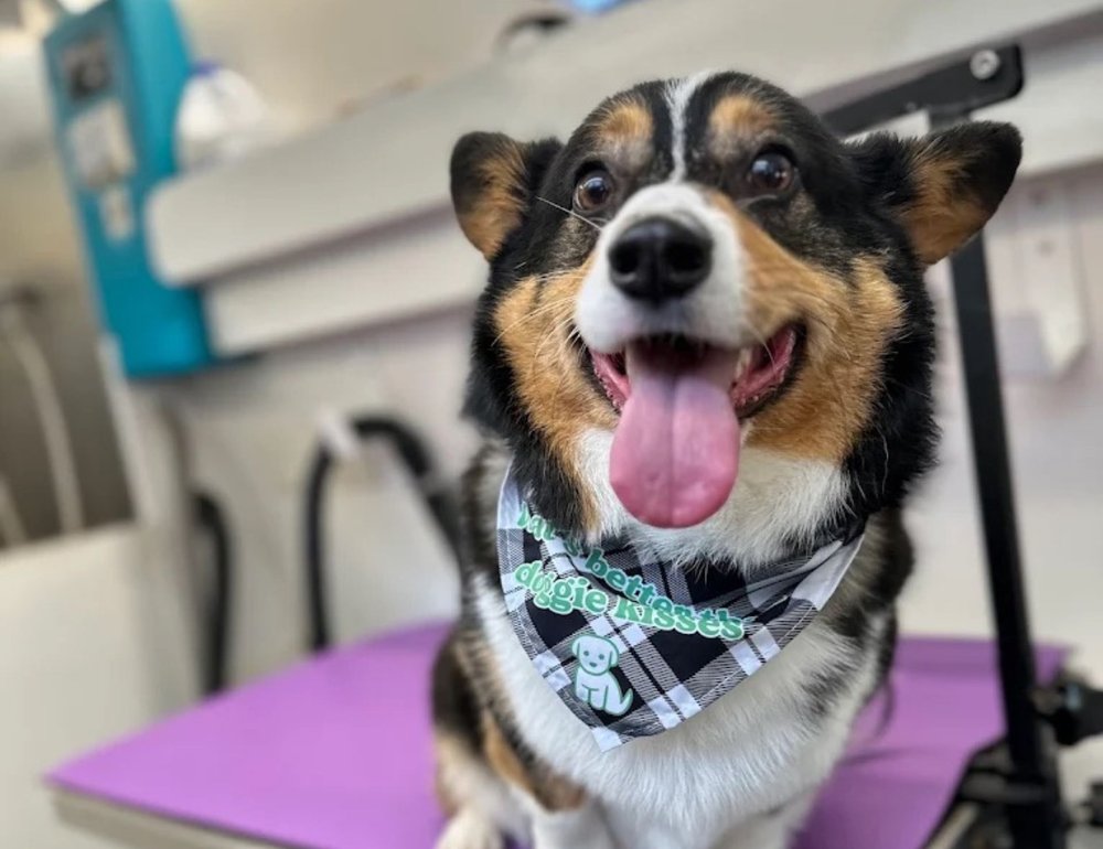 K9 Clip N Clean grooming photo