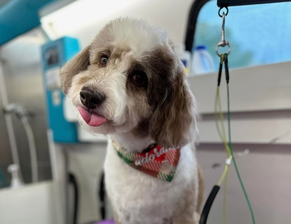 K9 Clip N Clean grooming photo