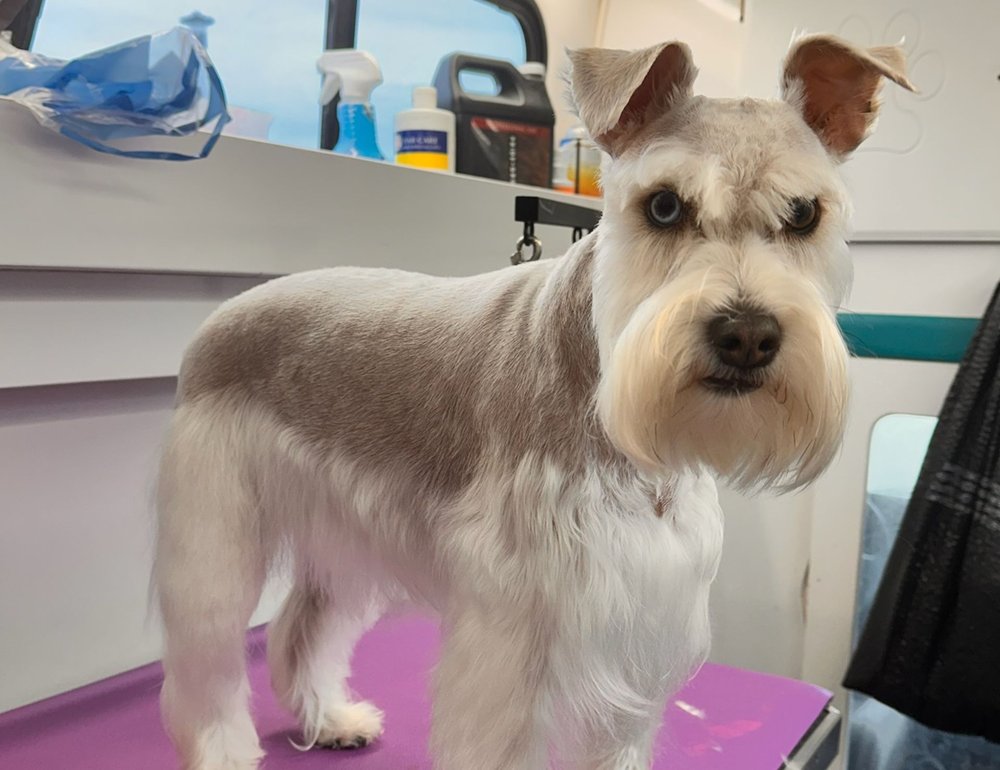 K9 Clip N Clean grooming photo