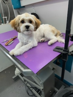 K9 Clip N Clean grooming photo