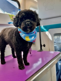 K9 Clip N Clean grooming photo