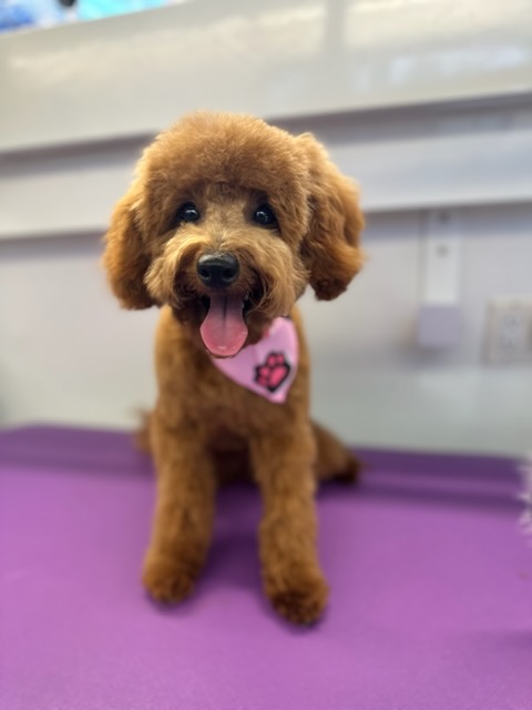 K9 Clip N Clean grooming photo