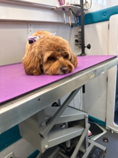 K9 Clip N Clean grooming photo