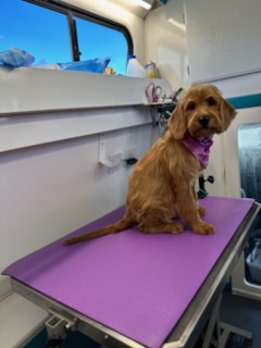 Megan with a client dog