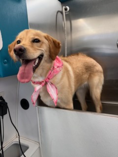 Megan with a client dog