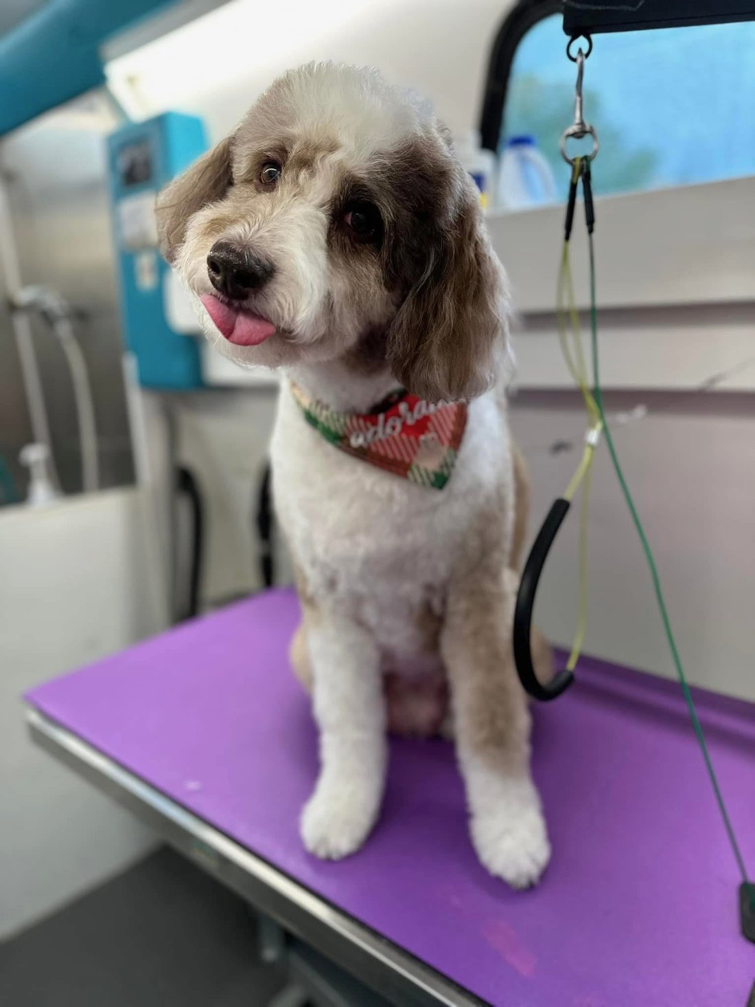 Dog wearing a bandana during a mobile bathing service appointment with K9 Clip N Clean