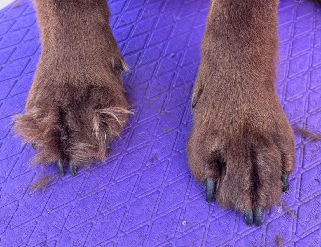 Close up detail shot during a dog ear cleaning appointment with K9 Clip N Clean