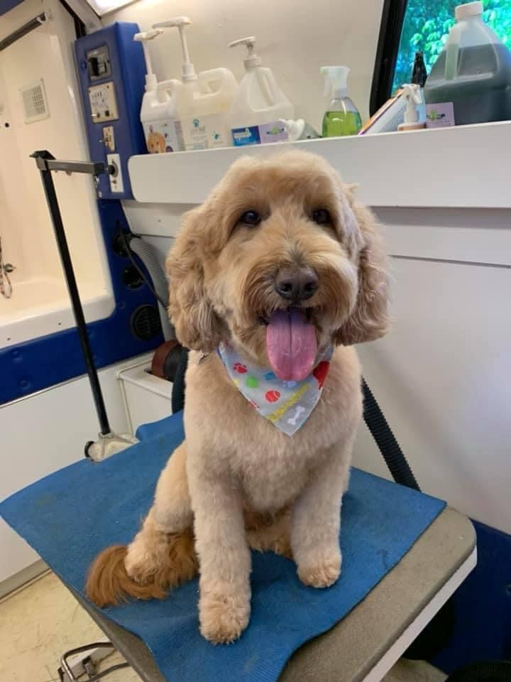 Cream curly coated dog freshly groomed after a full dog grooming appointment with K9 Clip N Clean