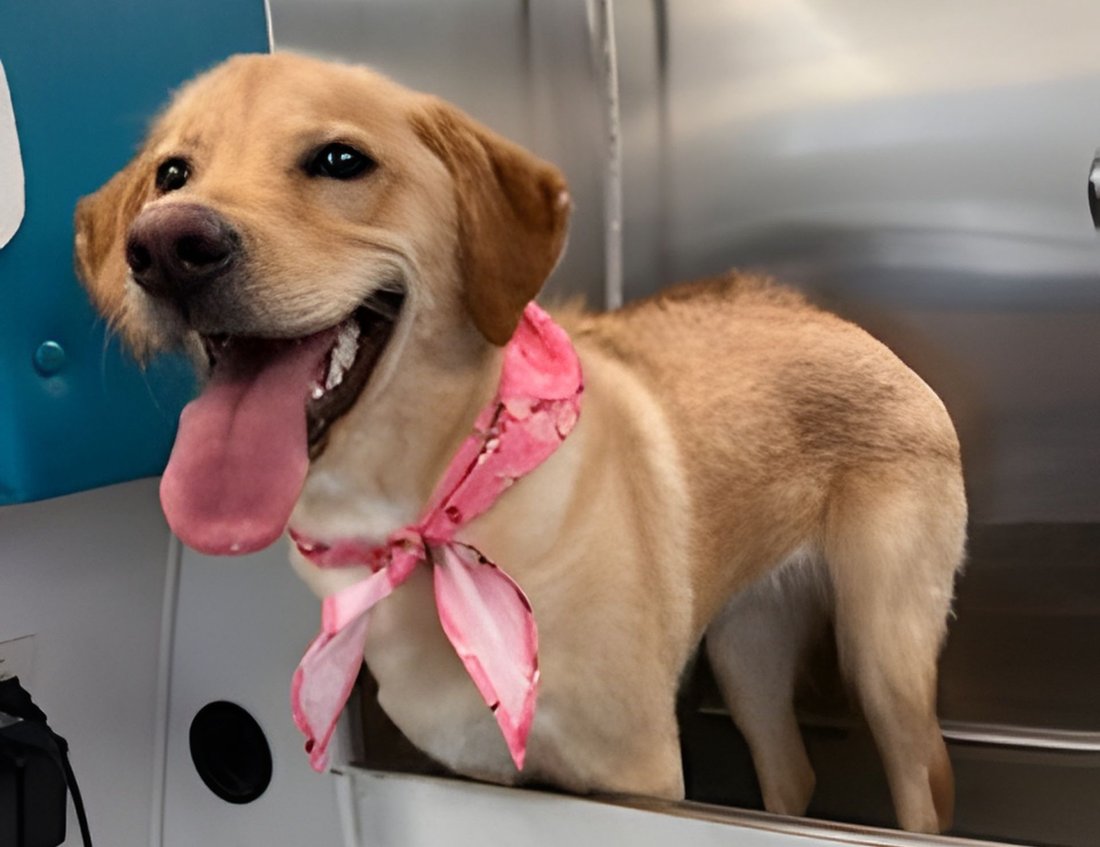 Golden retriever puppy after a mini groom appointment with K9 Clip N Clean