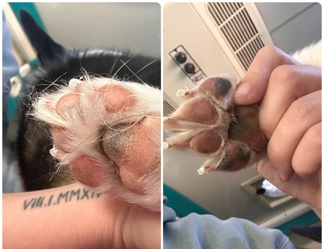 Close up of hands trimming a dog's nails during a K9 Clip N Clean nail trim appointment